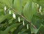 Polygonatum odoratum image