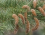 Cedrus deodara image