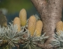 Cedrus atlantica image