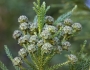 Cryptomeria japonica image