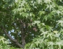 Liquidambar styraciflua image