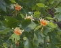 Liriodendron tulipifera image