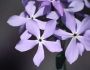 Phlox divaricata image