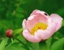 Paeonia lactiflora image