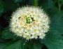 Physocarpus opulifolius image