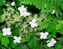 Hydrangea petiolaris image