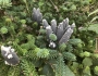 Abies balsamea image