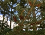 Abies concolor image