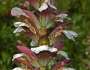 Acanthus mollis image