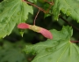 Acer circinatum image