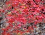 Acer palmatum image