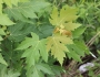 Acer saccharinum image