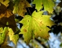 Acer saccharum image