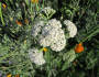 Achillea millefolium image