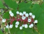 Actaea pachypoda image