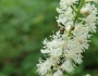 Actaea racemosa image