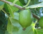 Actinidia arguta image