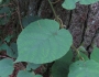 Actinidia deliciosa image