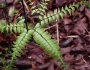 Adiantum aleuticum image