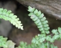 Adiantum hispidulum image