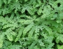 Adiantum pedatum image