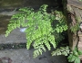 Adiantum venustum image