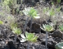 Aeonium urbicum image