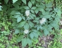 Aesculus parviflora image