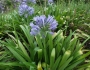 Agapanthus africanus image