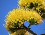 Agave americana image