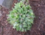 Agave attenuata image