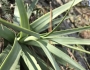 Agave bracteosa image