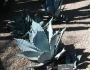 Agave colorata image