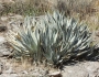 Agave deserti image