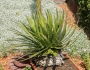 Agave filifera image