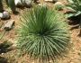 Agave geminiflora image