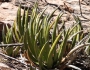 Agave lechuguilla image