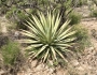 Agave palmeri image