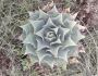 Agave potatorum image