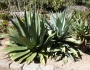 Agave salmiana image