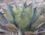 Agave salmiana var. ferox image