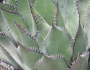 Agave shawii image