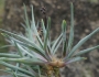 Agave sisalana image