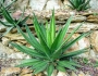 Agave univittata image