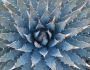 Agave utahensis image