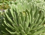 Agave victoriae-reginae image