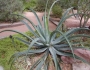 Agave vilmoriniana image