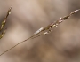 Agrostis scabra image