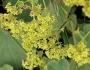 Alchemilla mollis image