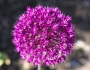 Allium hollandicum image